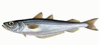 Blue whiting