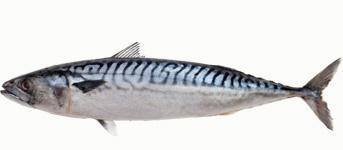 Mackerel